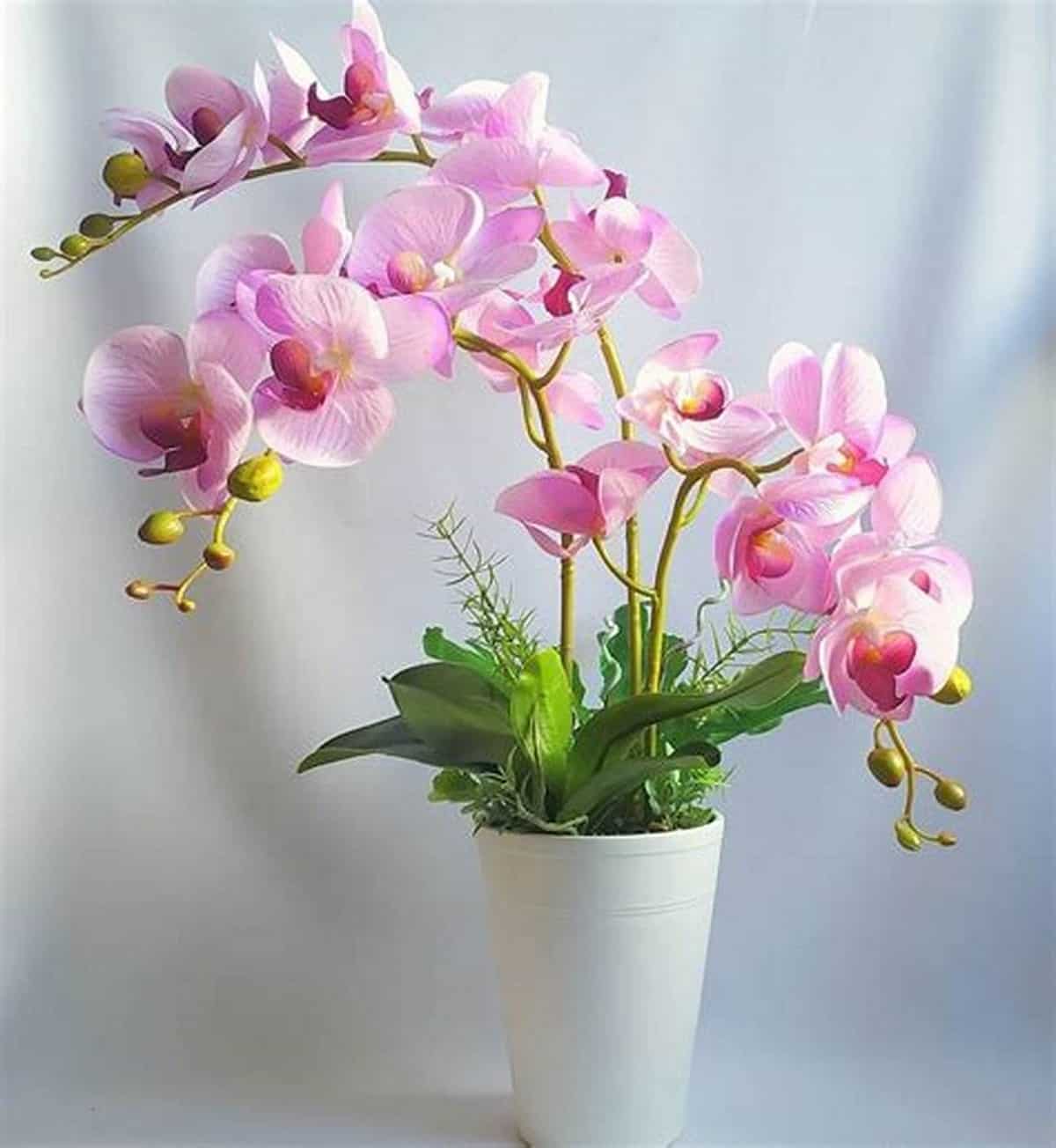 fleurir indéfiniment vos orchidées