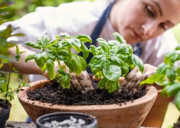 Le secret des jardiniers pour des feuilles fortes et abondantes