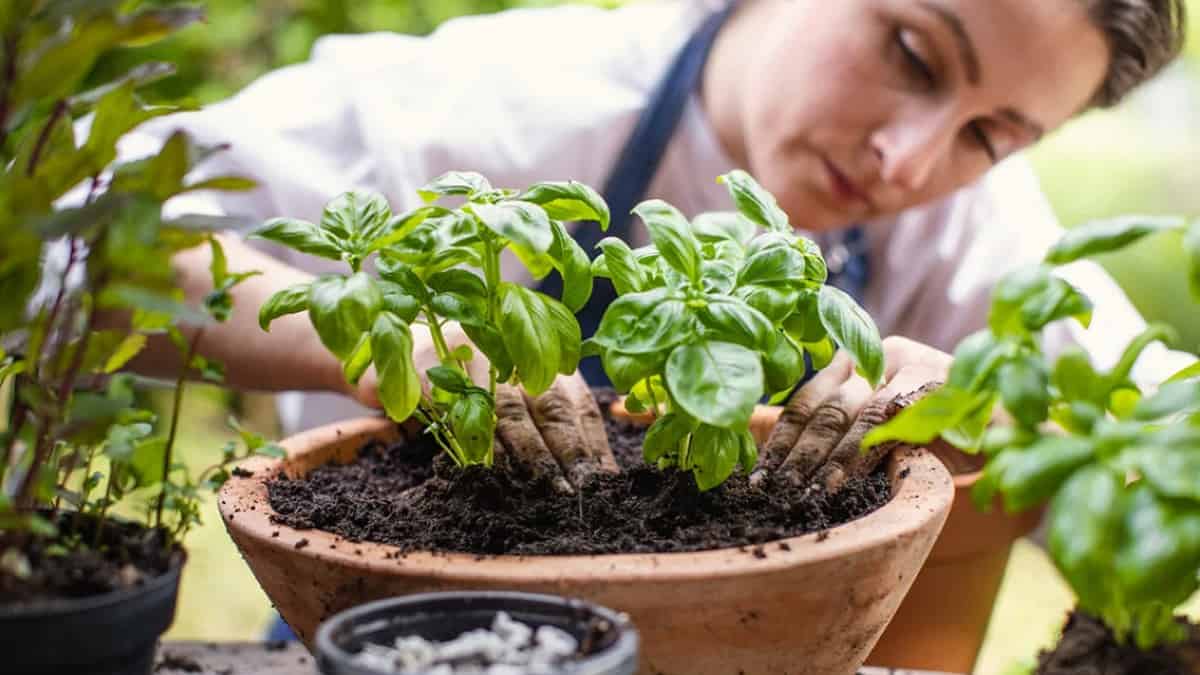Le secret des jardiniers pour des feuilles fortes et abondantes