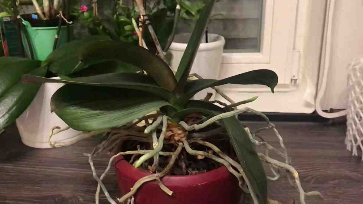 Que faire lorsque les racines d'orchidées sortent du pot!!