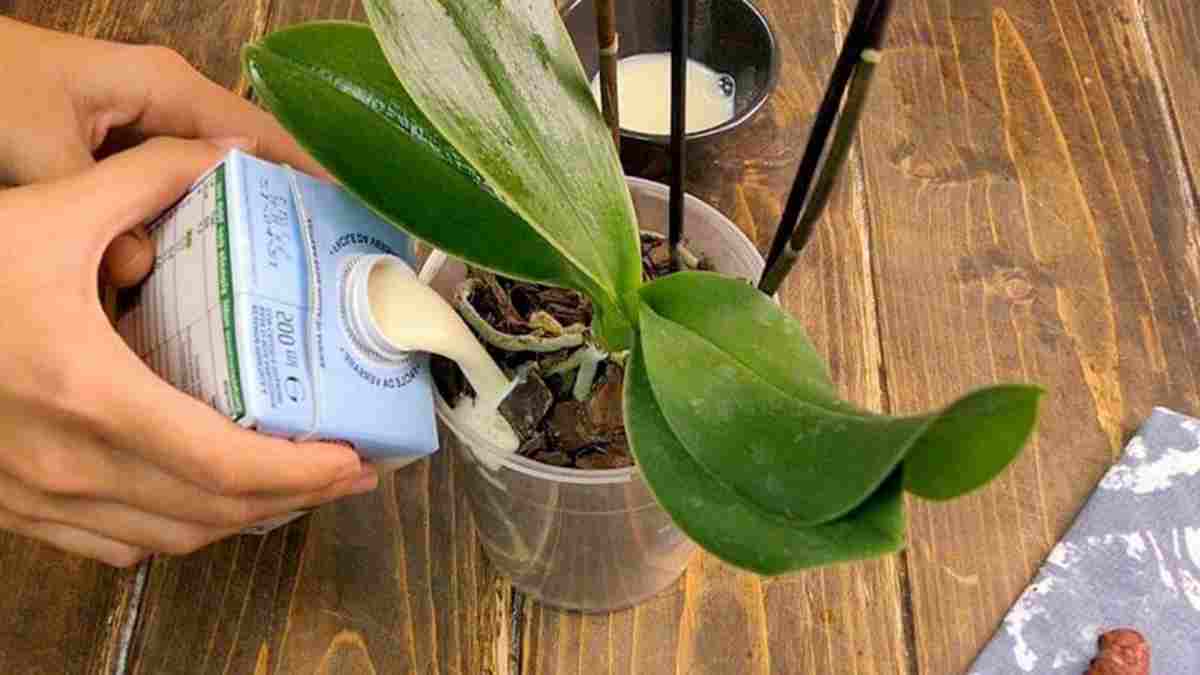 Comment entretenir facilement les orchidées