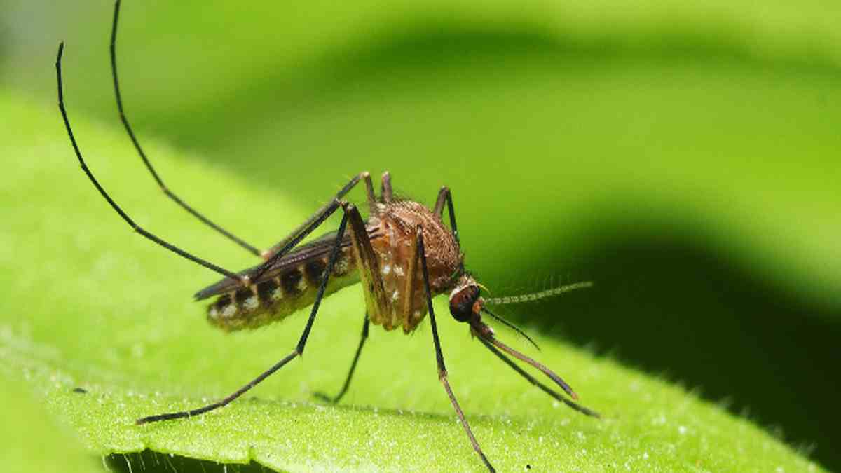 éloigner les moustiques de son jardin