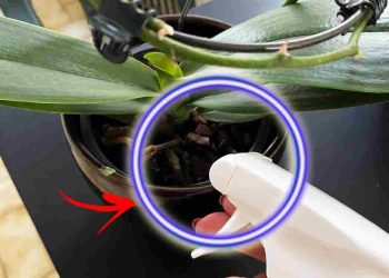 protéger votre orchidée de la chaleur.