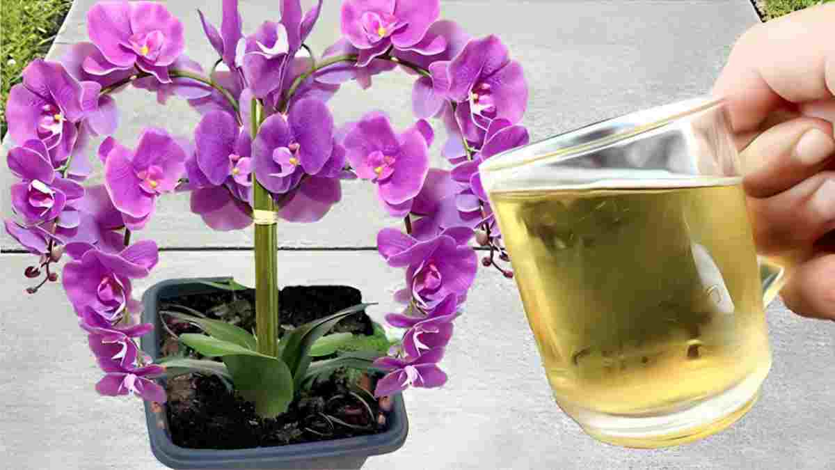 orchidee-arrosez-la-avec-ceci-vous-serez-etonne-immediatement-apres-avoir-essaye