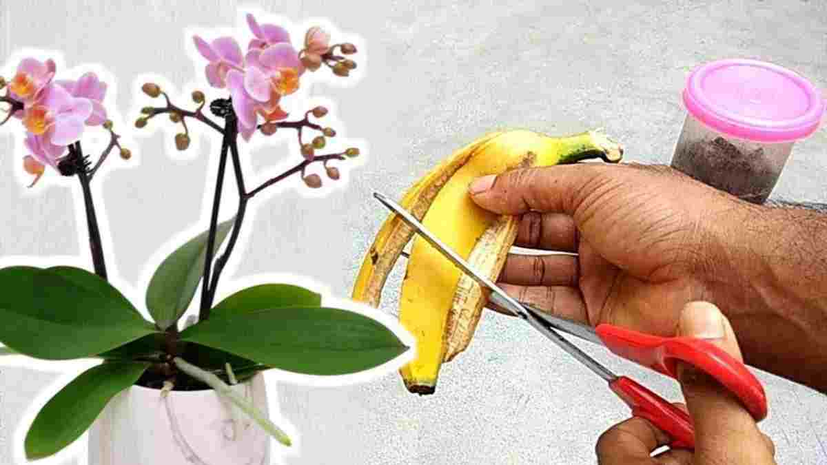 orchidee-3-pelures-et-elle-poussera-comme-jamais-jamais-eu-ces-resultats