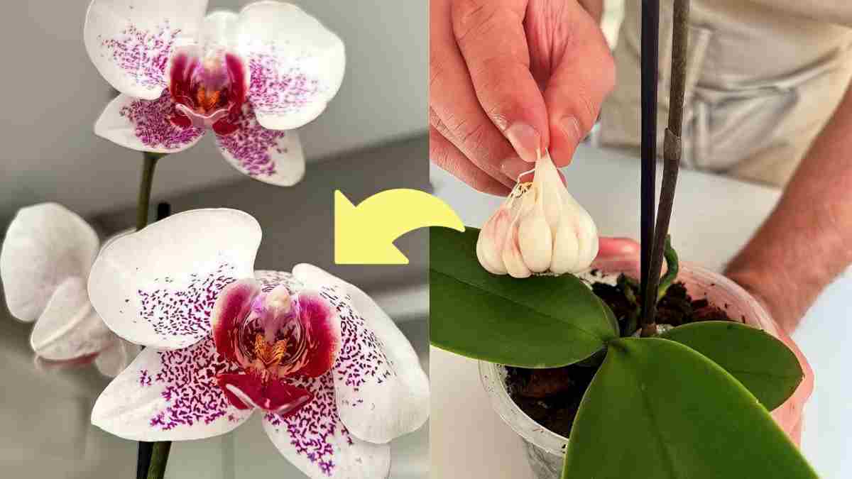 si-vous-faites-cela-a-votre-orchidee-elle-fleurira-toute-lannee-meme-les-pepinieristes-ne-le-savent-pas