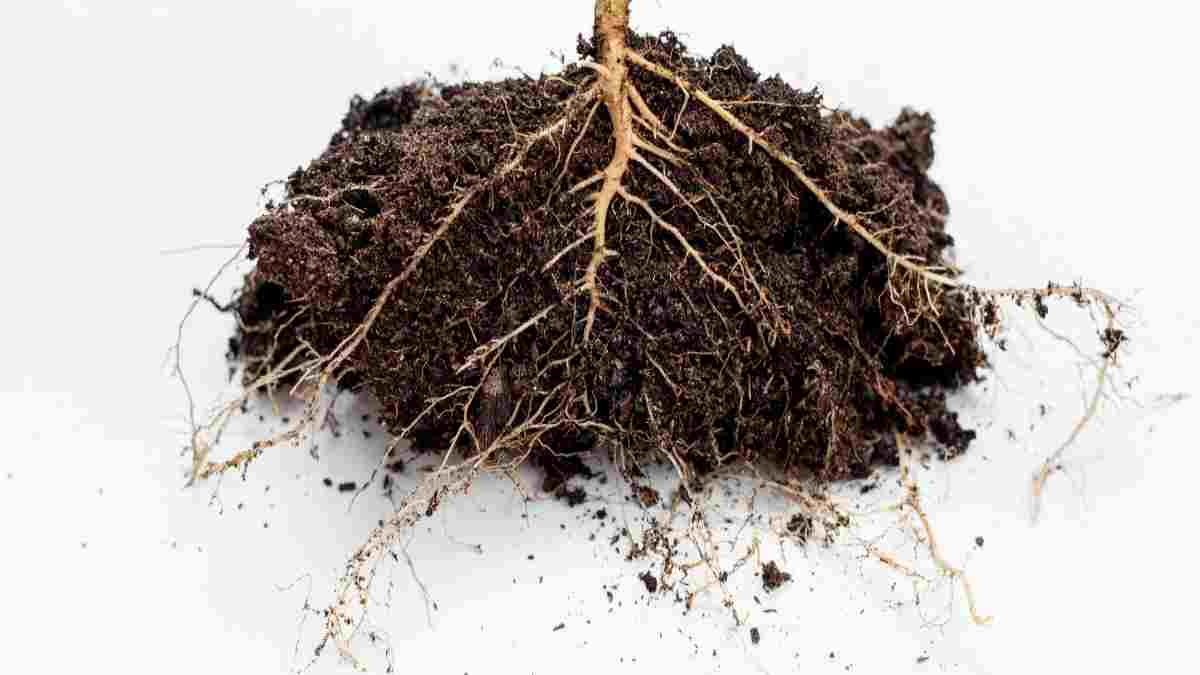 comment-conserver-les-legumes-racines-dans-un-bac-a-lautomne