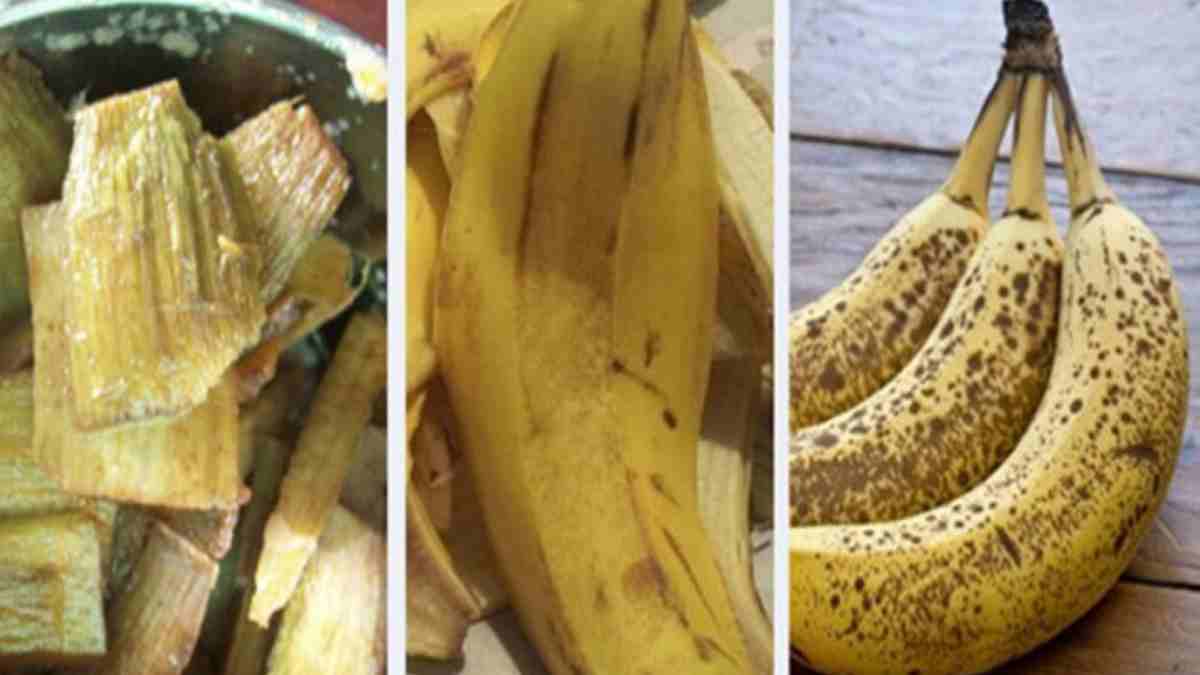 jetez-vous-les-peaux-de-banane-10-raisons-utiles-pour-lesquelles-vous-ne-devriez-plus-le-faire-2