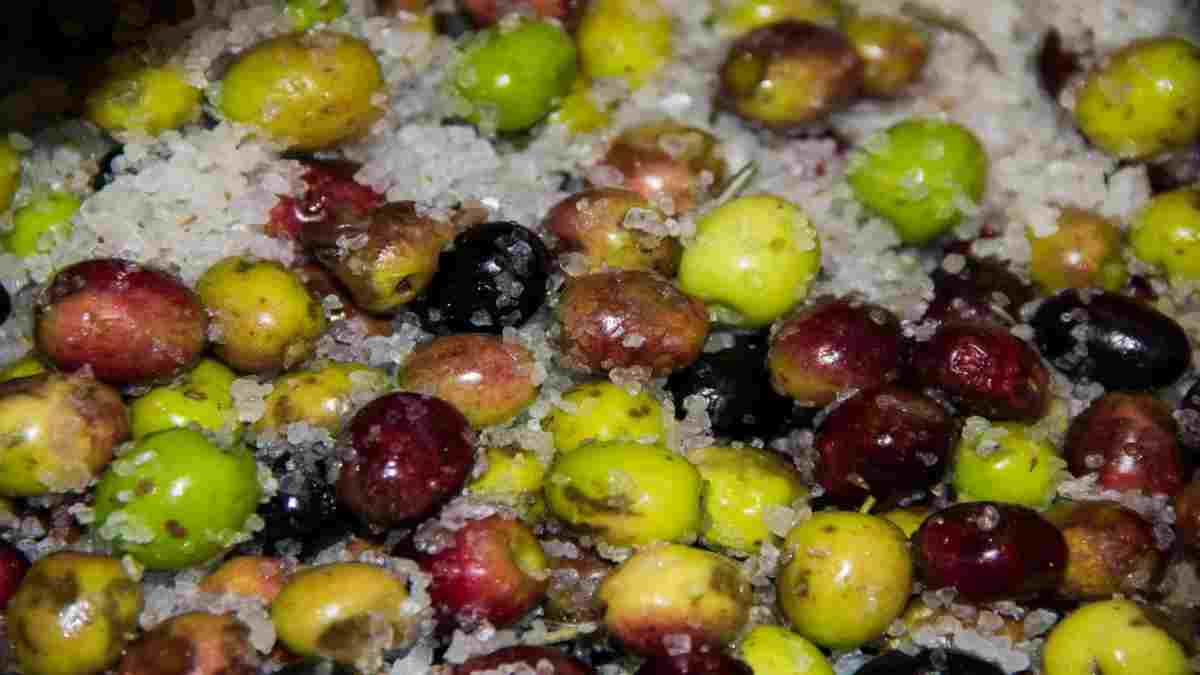 olives-noires-salees-je-les-garde-ainsi-et-je-les-deguste-toute-lannee
