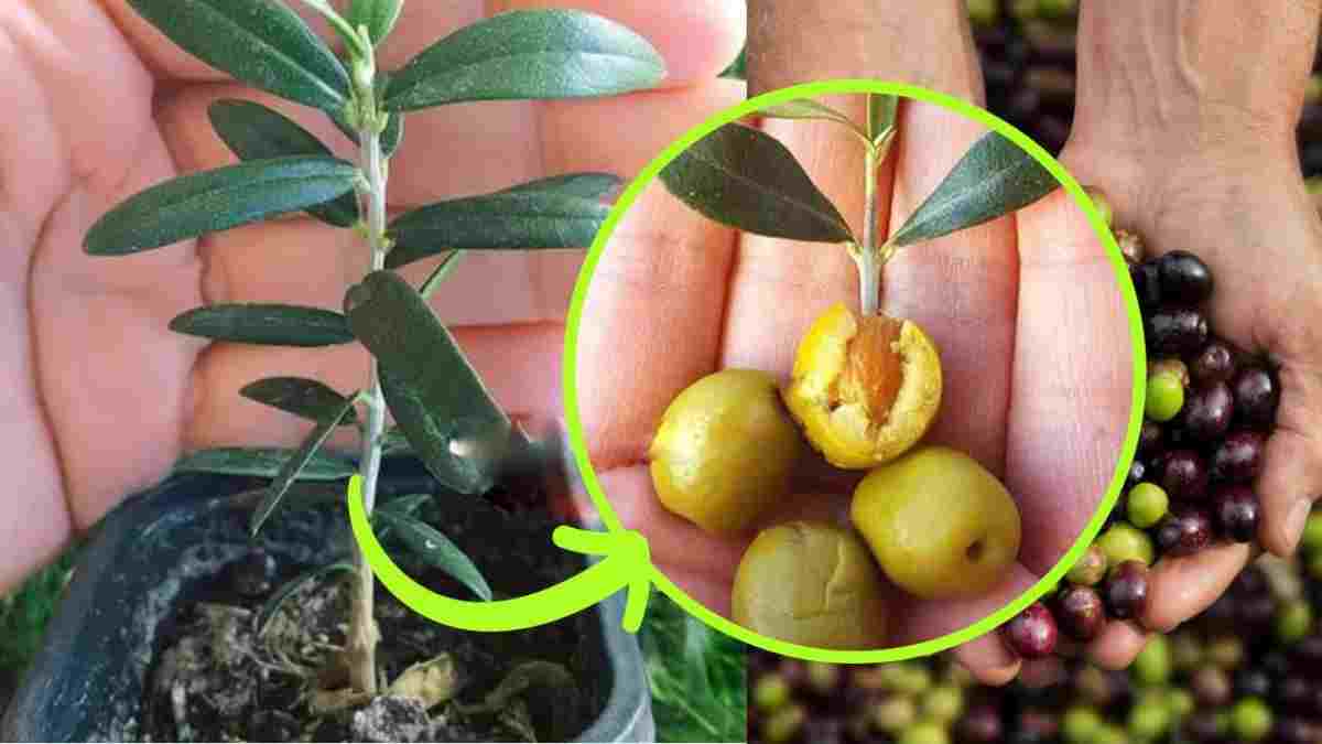 olivier-en-pot-voici-la-technique-pour-le-cultiver-au-mieux-fort-et-luxuriant