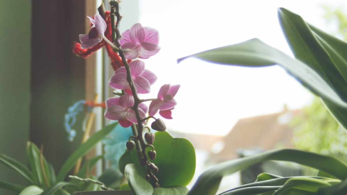 orchidee-ce-nest-que-si-vous-la-cultivez-dans-ce-vase-quelle-sera-pleine-de-fleurs-tres-luxuriante