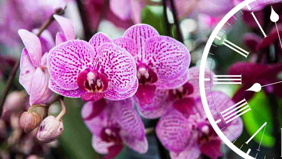 orchidee-ce-nest-que-si-vous-larrosez-a-ce-moment-quelle-sera-belle-et-luxuriante