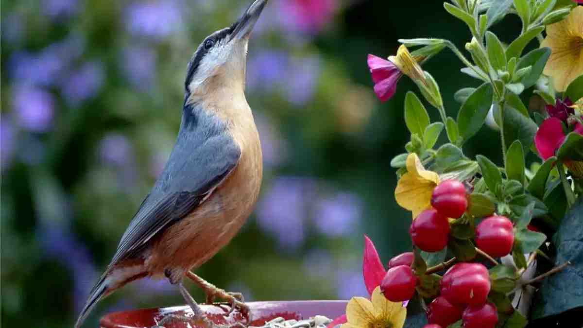 comment-attirer-les-oiseaux-dans-mon-jardin