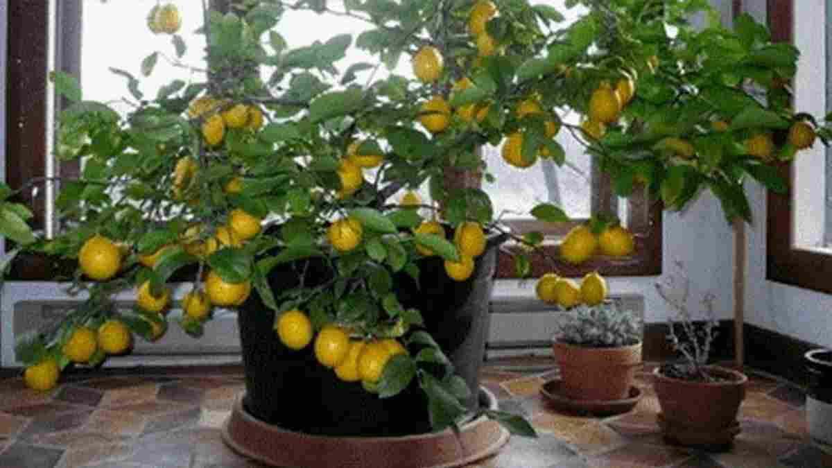 faire-pousser-un-citronnier-avec-une-graine-chez-soi