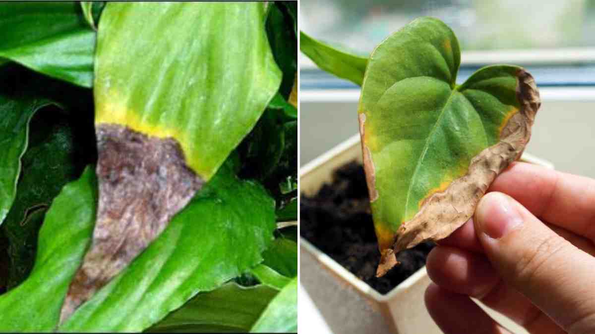 pourquoi-le-bout-des-feuilles-de-mes-plantes-devient-marron-et-comment-y-remedier