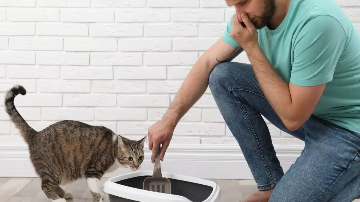 comment-eliminer-les-mauvaises-odeurs-de-la-litiere-de-mon-chat