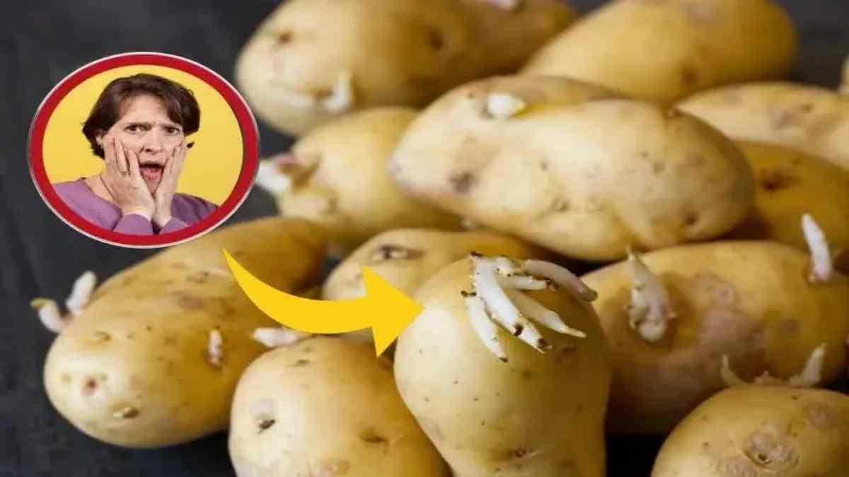 pommes-de-terre-comment-ne-pas-les-faire-germer-lastuce-infaillible-de-grand-mere-pour-les-preserver