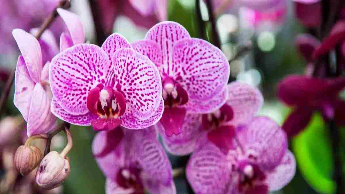 pourquoi-est-ce-une-bonne-idee-de-mettre-de-lail-sur-les-orchidees