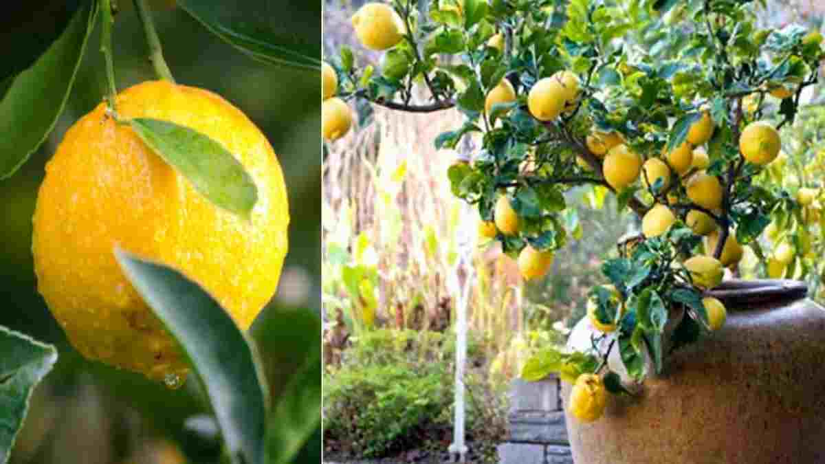 citrons-arrosez-les-de-cette-maniere-pour-les-faire-pousser-grands-et-juteux-jusqua-lautomne-nous-avons-toujours-fait-cela-de-la-mauvaise-maniere